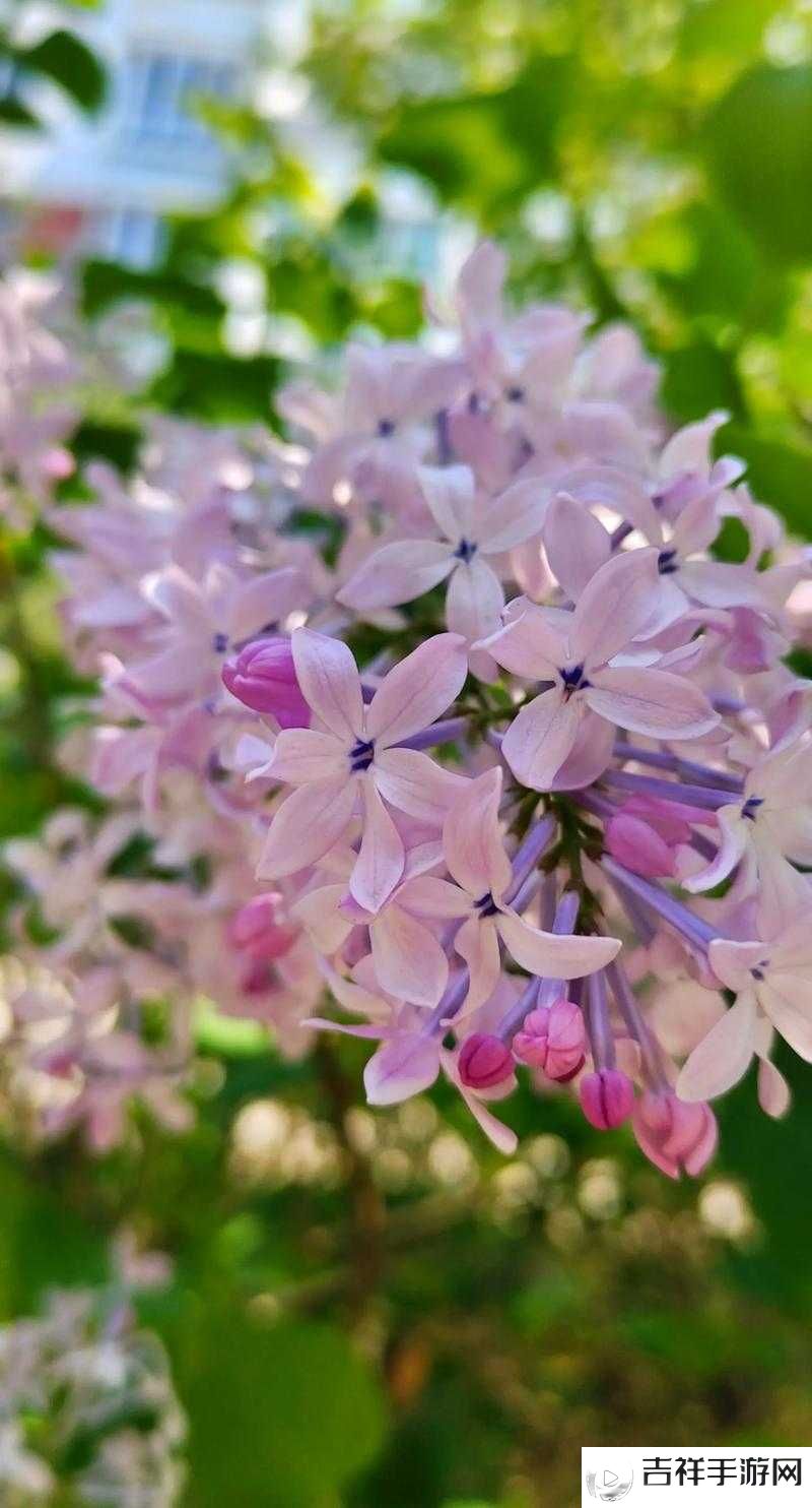丁香花免费高清视频在线观看:带你领略唯美花世界