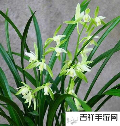 国产日产精品久久久久兰花:关于其品种特性与养护要点介绍