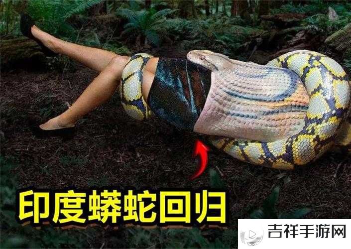 大蟒在内径横冲直撞的原因：生态环境变化引发的异常行为